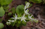 Woodland stonecrop